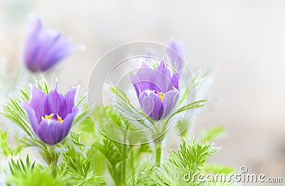 Springtime pasque-flowers Stock Photo