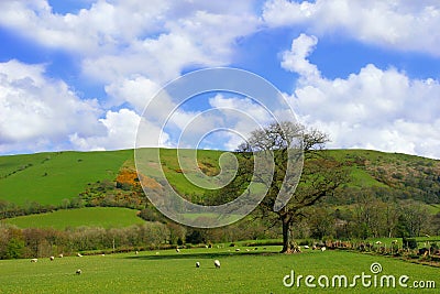 Springtime Pasture Stock Photo