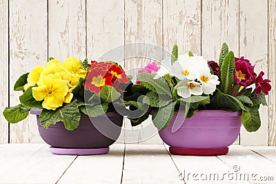 Springtime, Primroses in flowers pots on wooden white b Stock Photo