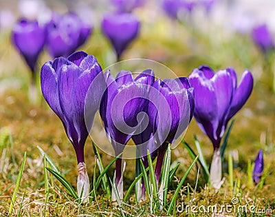 Springtime with purple corcus flowers Stock Photo