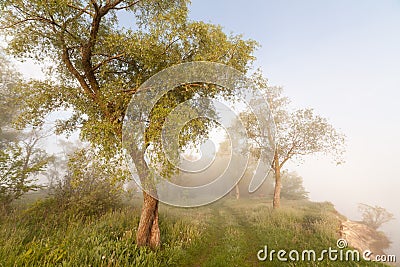 The Springtime Shoreline of a Foggy Mountain Lake at Sunrise Stock Photo