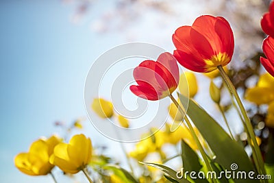 Springtime tulip flowers against a blue sky in the sunshine Stock Photo