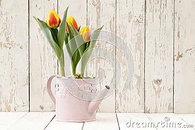 Springtime, tulips potted flowers in watering can on wooden Stock Photo