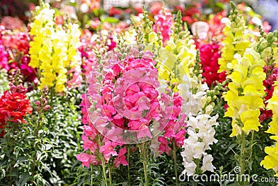 Springtime variety of beautiful Antirrhinum majus or Snapdragon flowers in pink, red, white and yellow colors in the greek garden Stock Photo