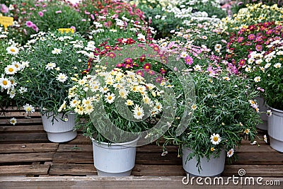 Springtime variety of potted daisies in the flowers bar. Stock Photo