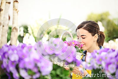 Springtime woman in flowers garden smell the primroses in basket Stock Photo