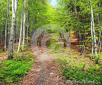 Springy view from european beech wood with pathway Stock Photo