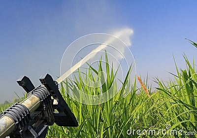 Sprinkler head watering napier grass field. Stock Photo