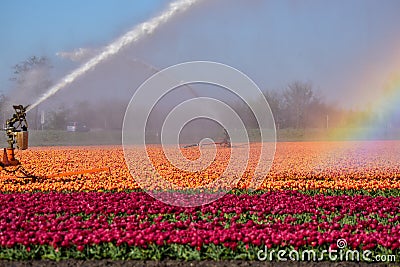 A sprinkler system irrigates the flowering tulip fields near Julianadorp, Holland Editorial Stock Photo