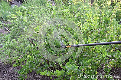 Sprinkling of gooseberry bushes with fungicide in spring Stock Photo