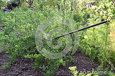 Sprinkling of gooseberry bushes with fungicide in spring Stock Photo