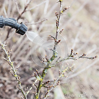 Sprinkling of gooseberry with fungicide Stock Photo