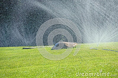 Sprinkling irrigation Stock Photo