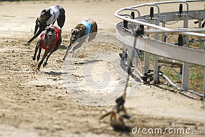 Sprinting dynamic greyhounds on the race course Editorial Stock Photo