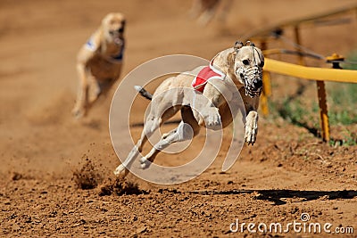 Sprinting greyhound Stock Photo