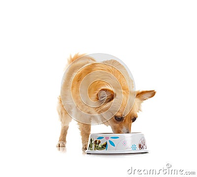 Spritz dog on white background Stock Photo
