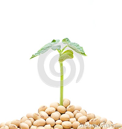 Soybean sprout isolated on white background Stock Photo