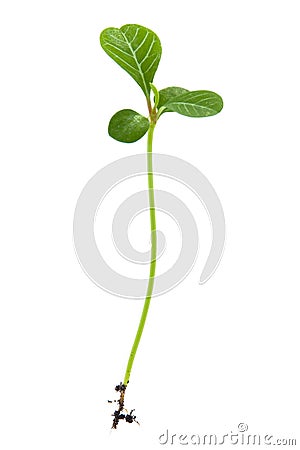 Sprout Stock Photo