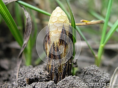 Sprout breaks through the ground. Stock Photo