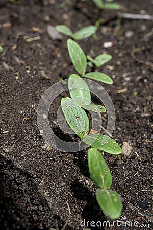 Sprout coming out of the ground in spring. Ecology concept. new life. Selected focus Stock Photo
