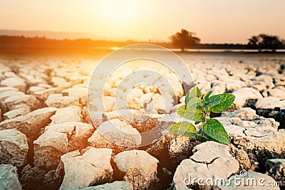 Sprout on the crack land Stock Photo