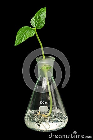 Sprout,flask Stock Photo