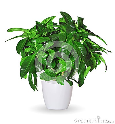 Sprout of gardenia a potted plant isolated over white Stock Photo