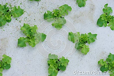 Sprout green oak Lettuce hydroponic Stock Photo