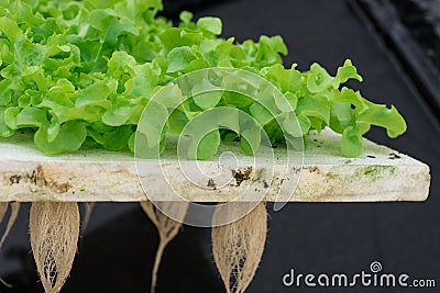 Sprout green oak Lettuce hydroponic Stock Photo