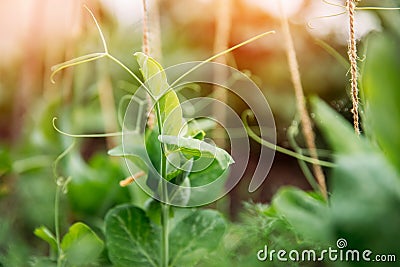 Sprout green peas in garden sunlight. Agriculture concept Stock Photo