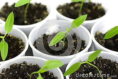 Sprout green pepper Stock Photo