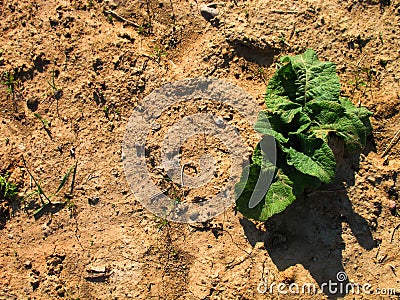 Sprout is growing through the dry sand, Sunny summer day and a green plant that casts a shadow. Stock Photo