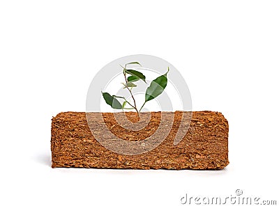 Sprout grows on coconut fiber. Compressed bale of ground coconut shell fibers coir, surface background Stock Photo