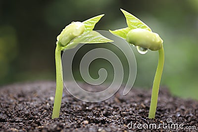 Sprout of kidney beans Stock Photo