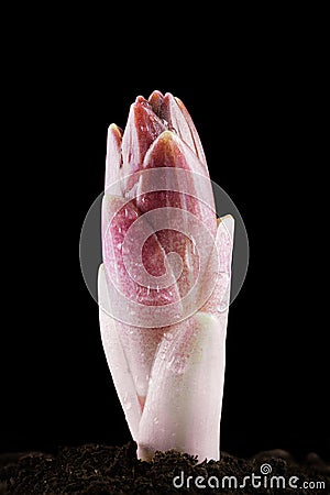 Sprout of the Lilium Champion Diamond bulb Stock Photo