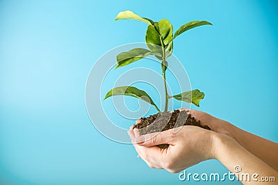 Sprout of new green tree in soil in human hands on blue background. Concept of environmental protection. Earth day Stock Photo