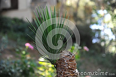 Sprout palm tree Stock Photo
