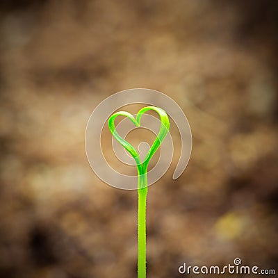 Sprout In The Shape Heart Stock Photo