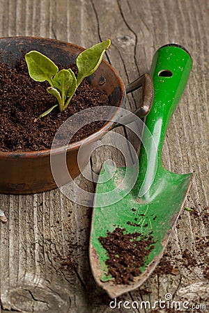 Sprout and spade Stock Photo