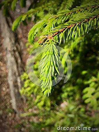 Sprout of spruce Stock Photo