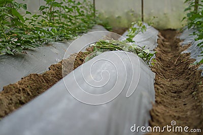 Sprout of vegetable prepare on mulching film wating for grow in greenhouse Stock Photo