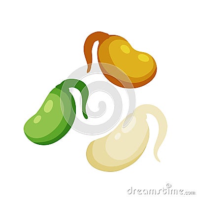 Sprouted beans. Soy grains with roots. Detox and antioxidant. Vector Illustration