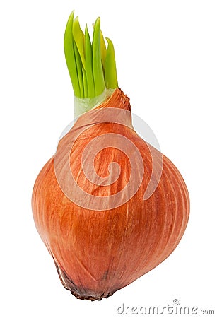 Sprouted brown onion Stock Photo