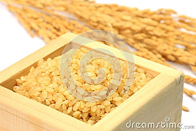 Sprouted brown rice and ear of rice Stock Photo
