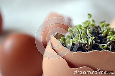 Sprouted chia seeds in eggshell Stock Photo