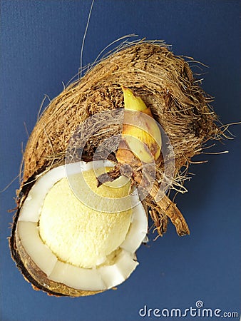 Sprouted coconut with cotyledon . Stock Photo