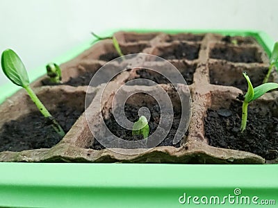 Sprouted cucumber growing out of soil. Selective focus, top view. Stock Photo