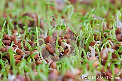 Sprouted lentils extreme closeup. Healthy food supplement for go Stock Photo