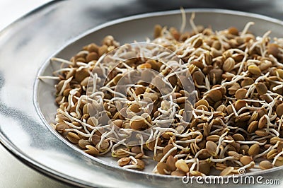 Sprouted Lentils Stock Photo