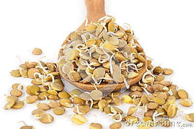 Sprouted lentils Stock Photo